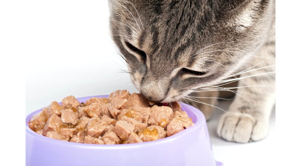 Alimenti umidi per gatti