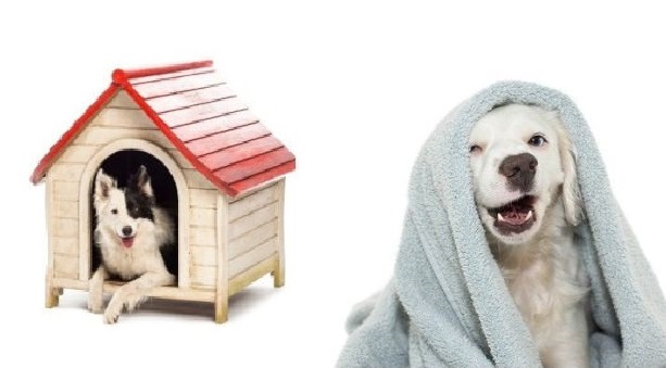 Comfort e cucce