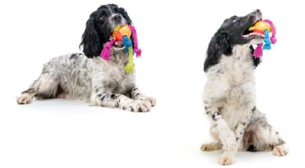 Giochi per cani