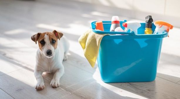 Igiene della casa col cane