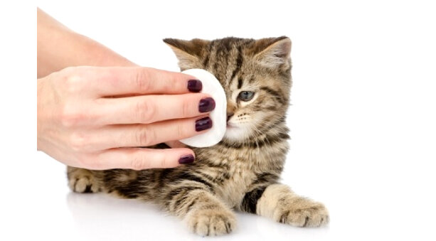 Occhi, igiene e cura del gatto