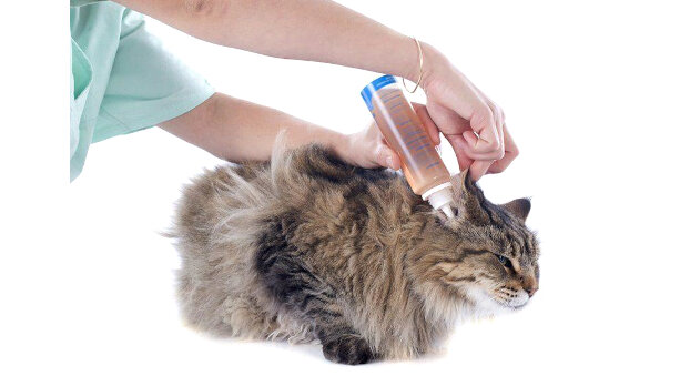 Orecchie, igiene e cura del gatto