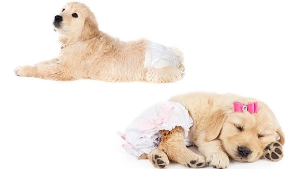 Pannoloni per cani
