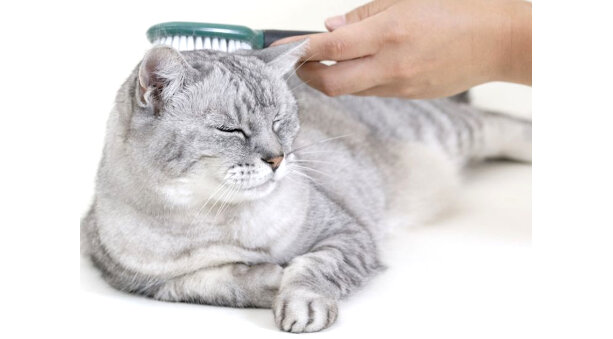 Pelo e cute del gatto