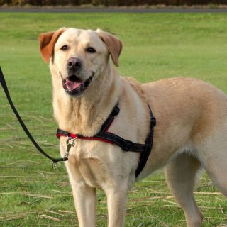 Cavo addestramento LEAD´N´WALK BASIC TG.M - CANE